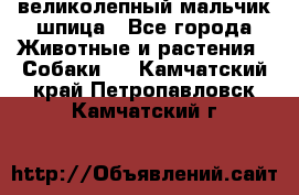 великолепный мальчик шпица - Все города Животные и растения » Собаки   . Камчатский край,Петропавловск-Камчатский г.